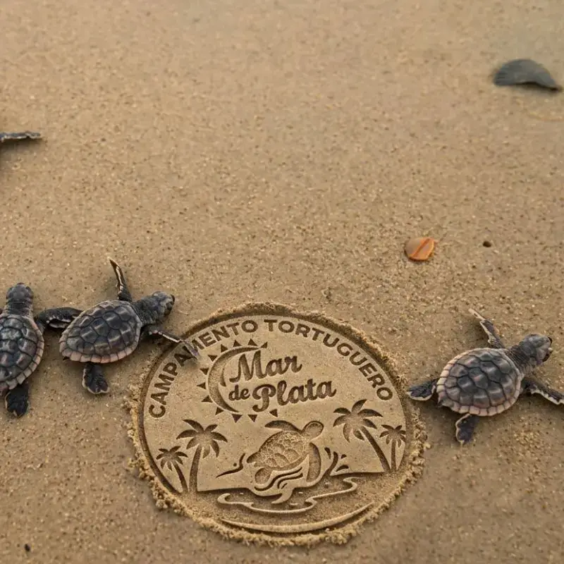 Pequeñas tortugas marinas recién nacidas caminando sobre la arena junto al logotipo tallado del Campamento Tortuguero Mar de Plata en Tuxpan.